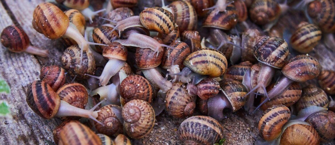 Step by Step Guide On How To Start A Snail Farm