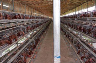 How To Start A Profitable Poultry Farming Business in Nigeria